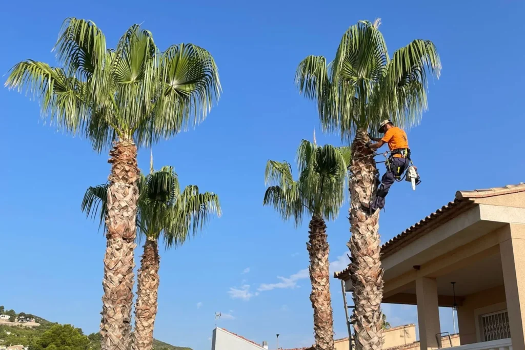 Diseño de Jardines y Paisajismo en Valencia