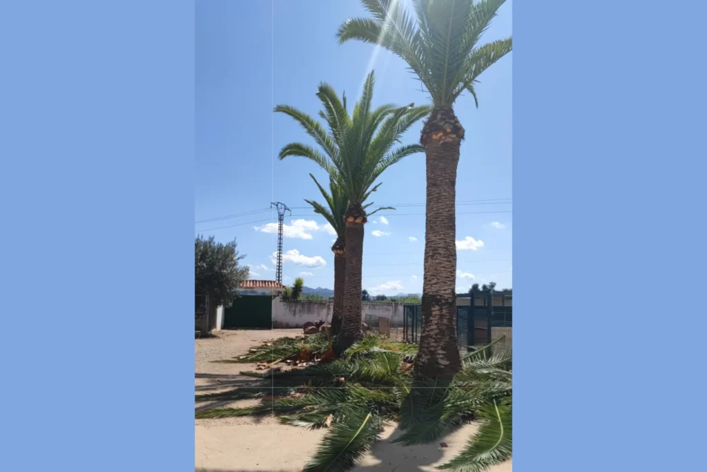 Diseño de Jardines y Paisajismo en Valencia