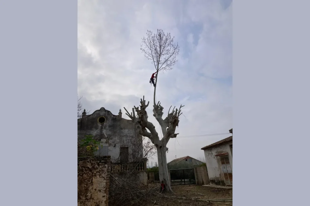 Diseño de Jardines y Paisajismo en Valencia
