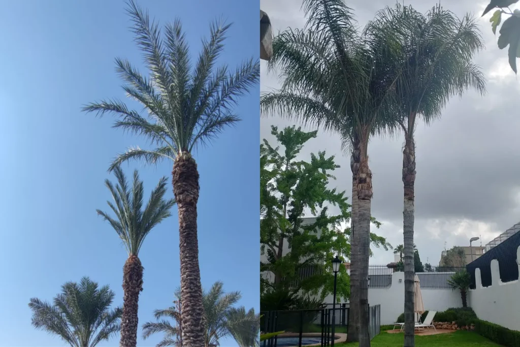 Diseño de Jardines y Paisajismo en Valencia