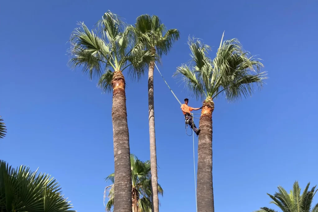 Diseño de Jardines y Paisajismo en Valencia