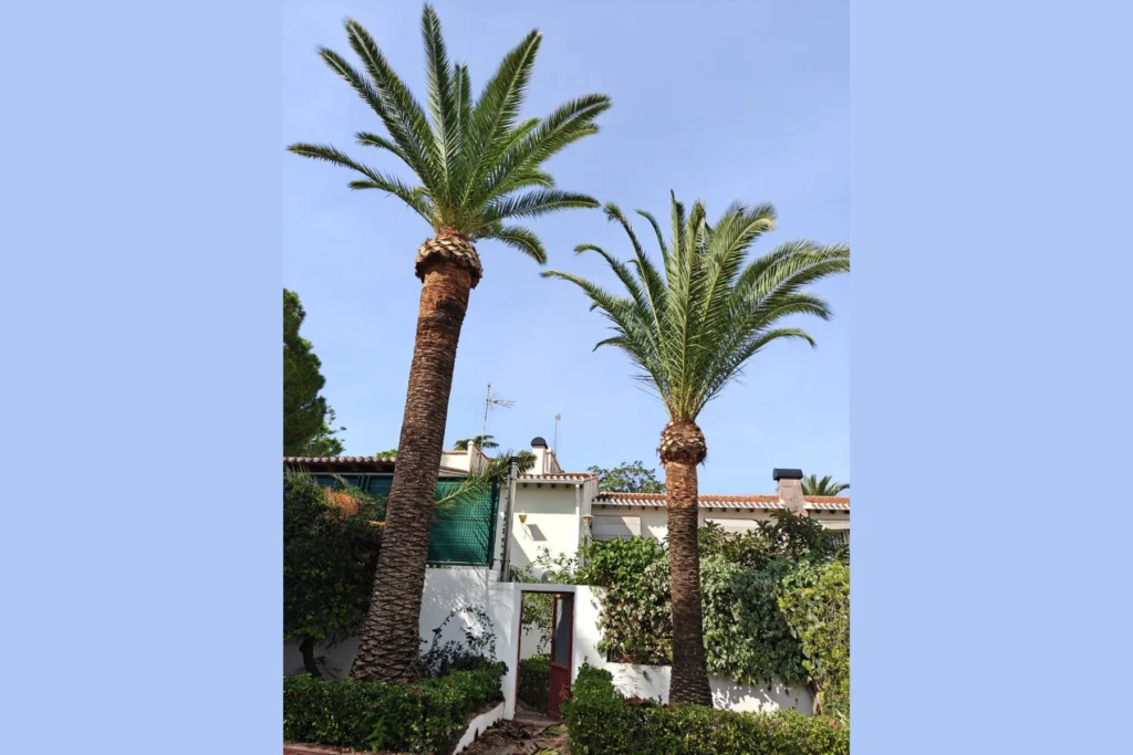 Diseño de Jardines y Paisajismo en Valencia
