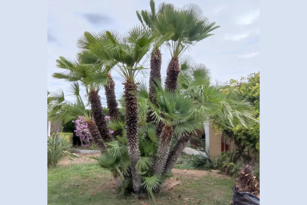 Diseño de Jardines y Paisajismo en Valencia