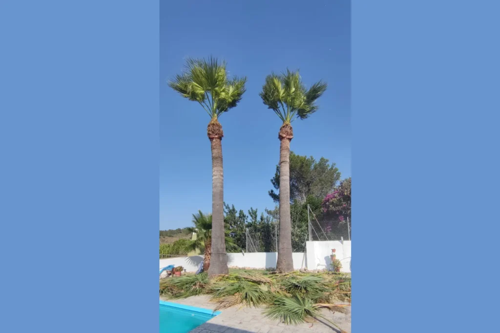 Diseño de Jardines y Paisajismo en Valencia